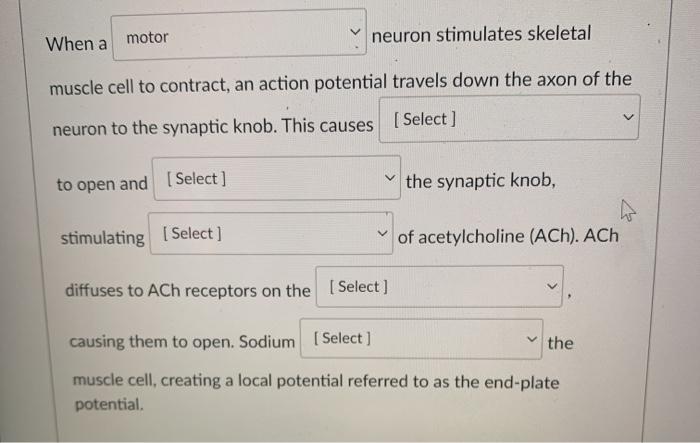 Solved When a motor neuron stimulates skeletal muscle cell | Chegg.com