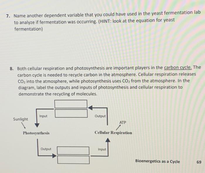 yeast fermentation