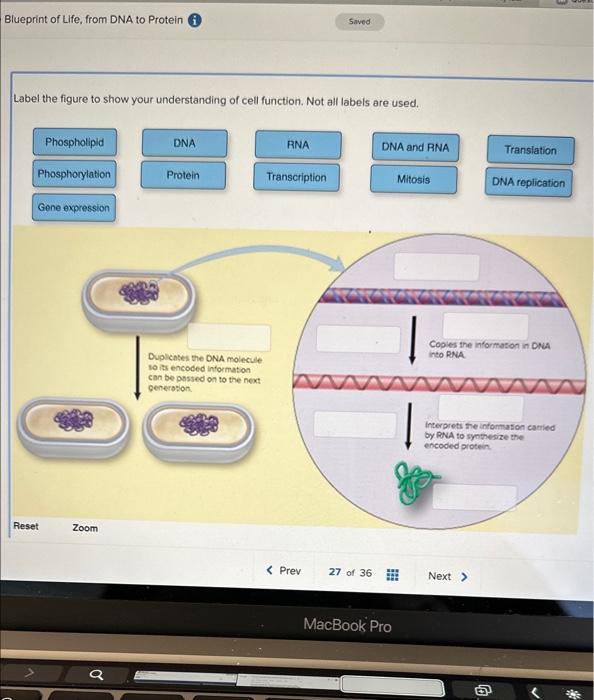 Solved Blueprint of Life, from DNA to Protein i Label the | Chegg.com