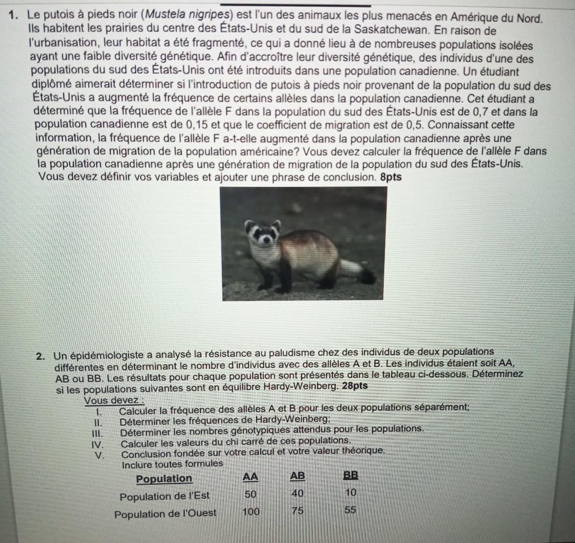 Le putois à pieds noir (Mustela nigripes) est l