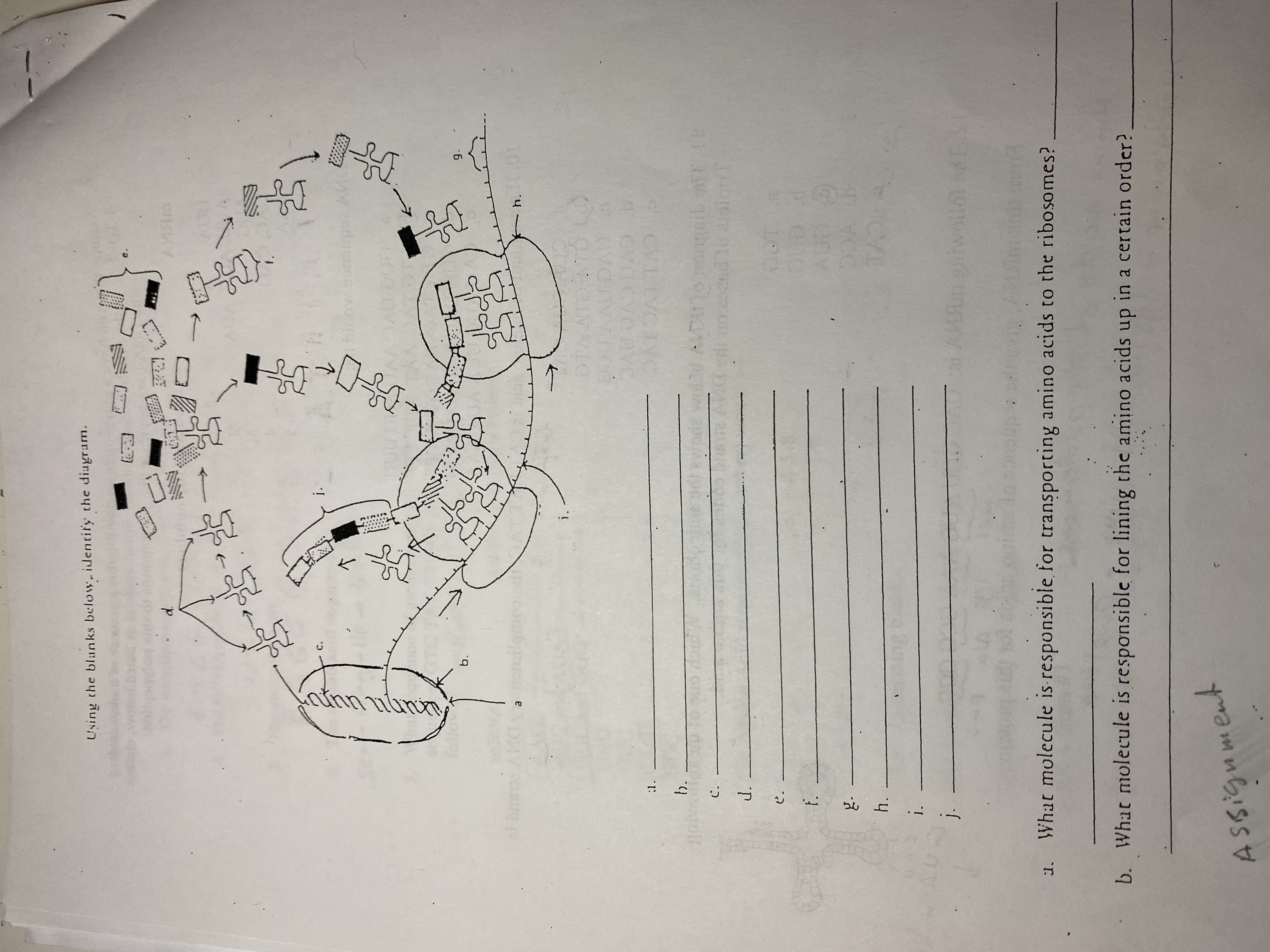 Solved Chapter13 ﻿review 10 ﻿color of dalusian chickens | Chegg.com