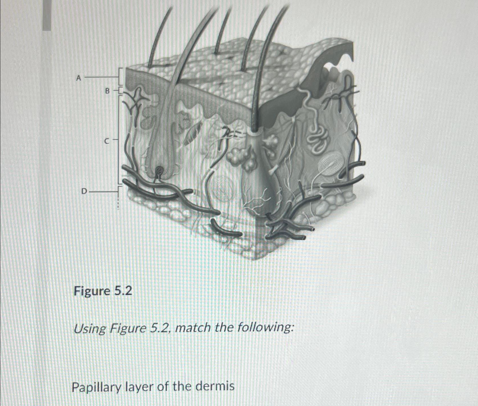 Solved Figure 5.2Using Figure 5.2, ﻿match the | Chegg.com