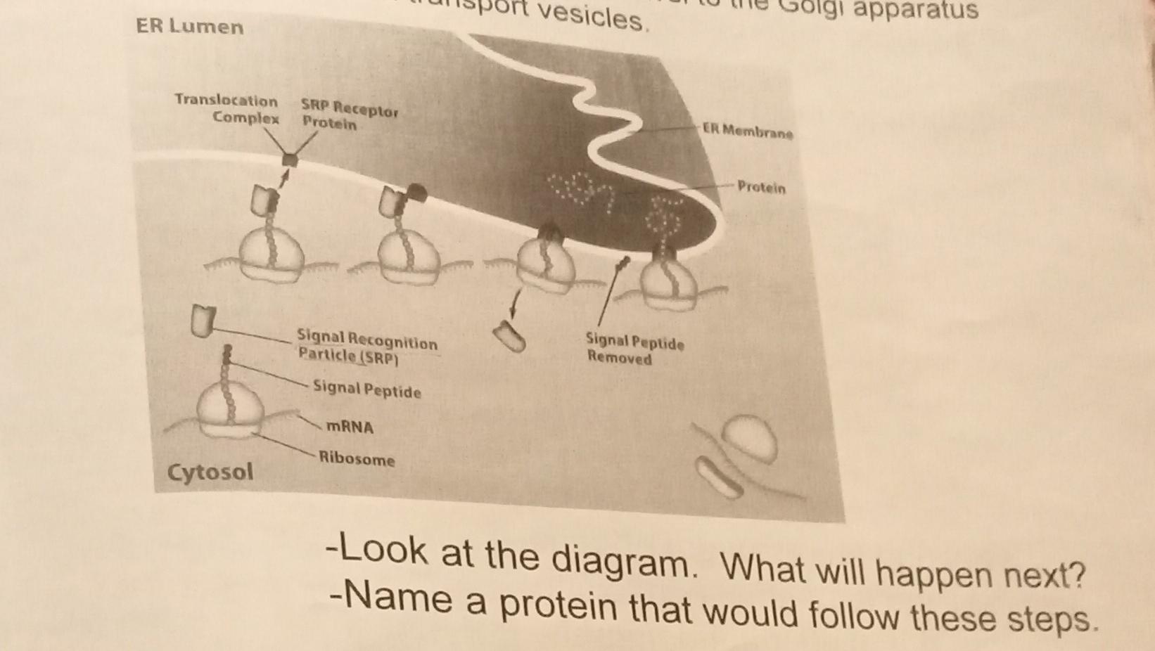 Solved -Look at the diagram. What will happen next? -Name a | Chegg.com