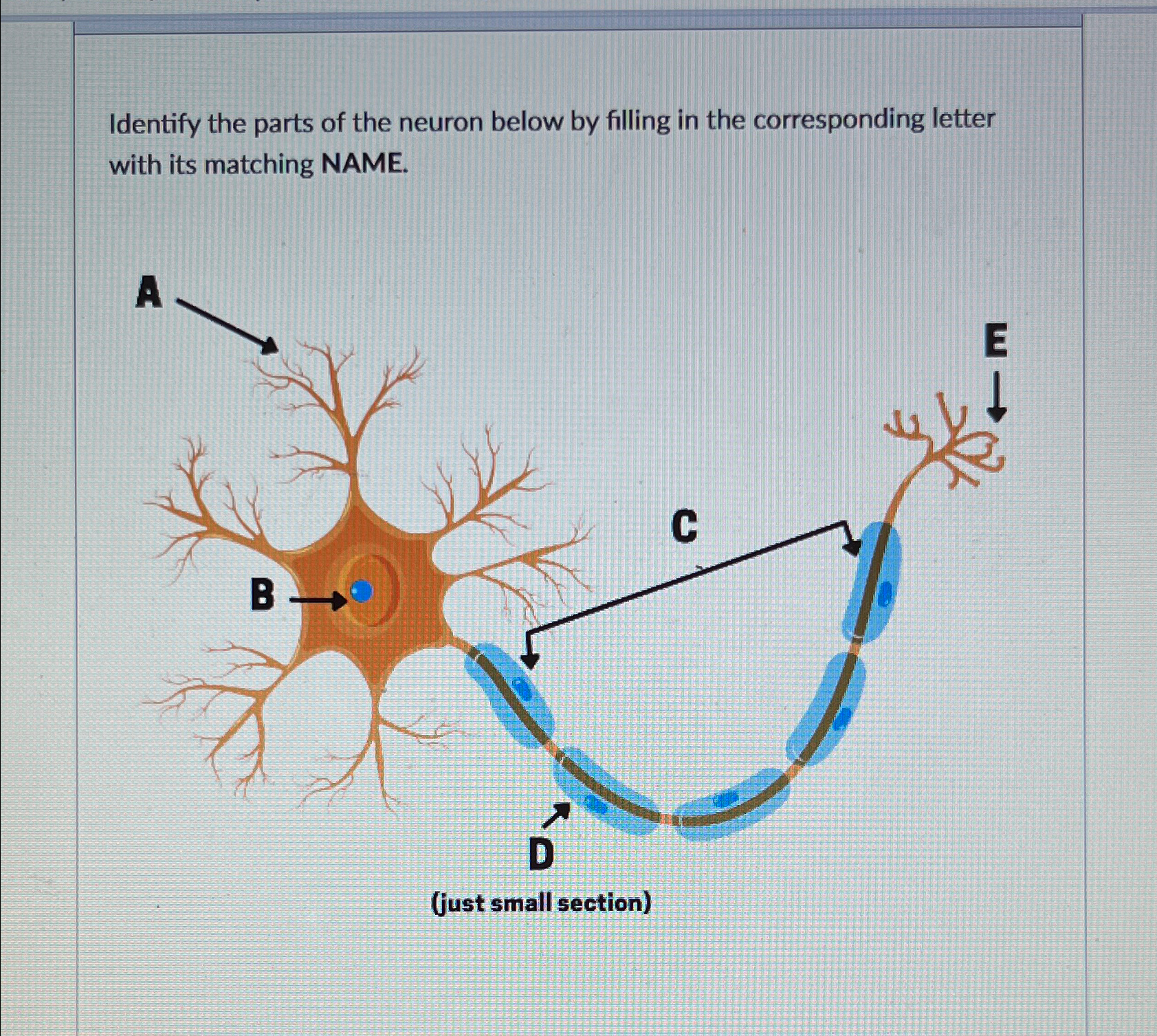 Solved Identify the parts of the neuron below by filling in | Chegg.com