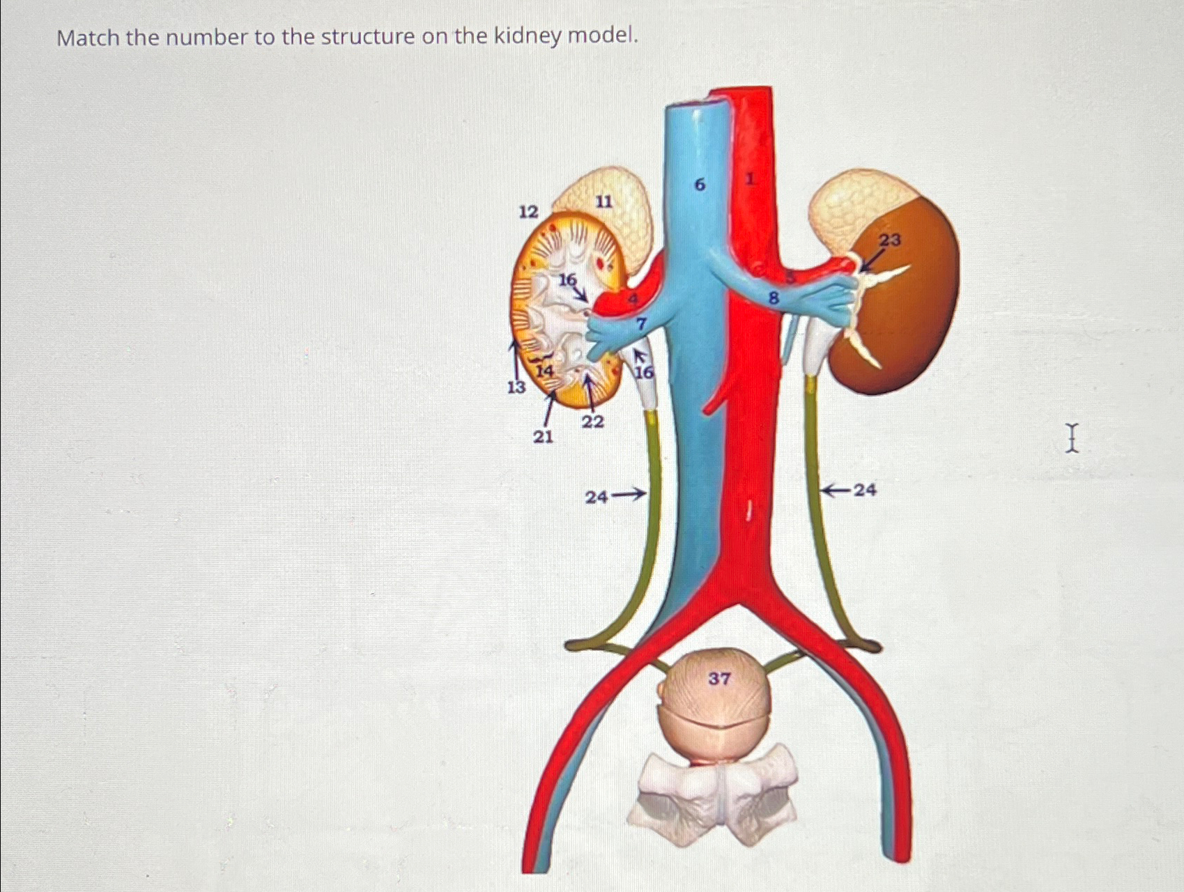 Solved Match the number to the structure on the kidney | Chegg.com