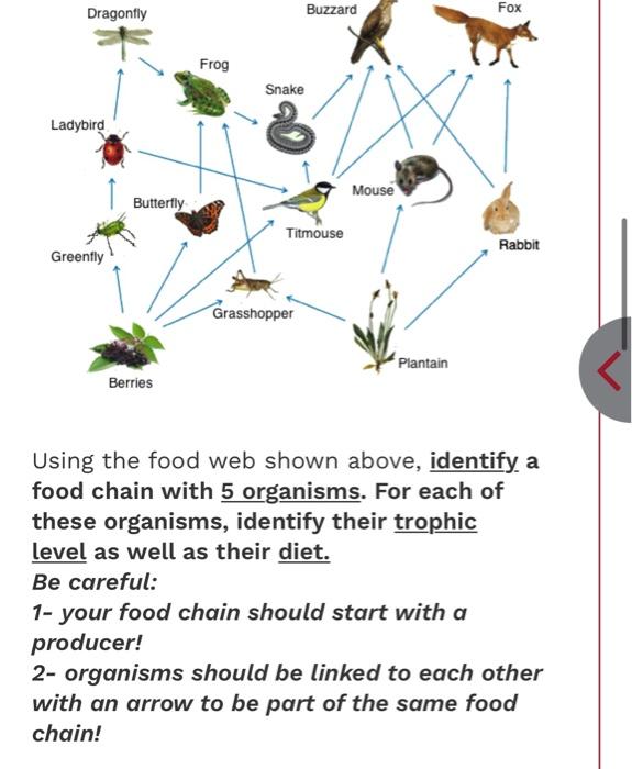 Solved Dragonfly Buzzard Fox Frog Snake Ladybird Mouse Biology Diagrams