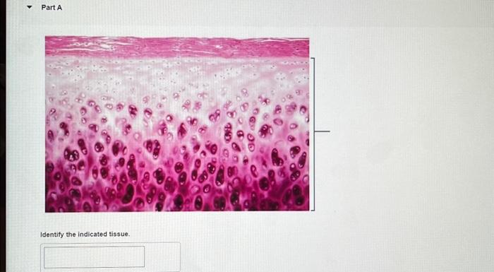 Identify the indicated tissue.