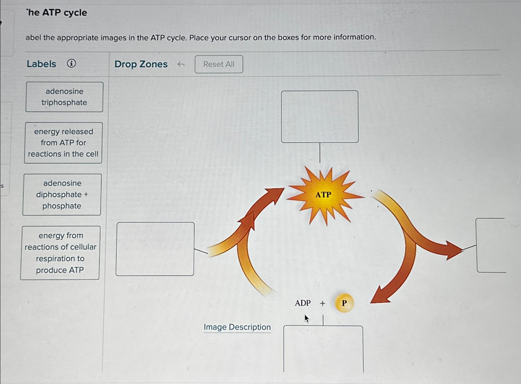 Solved he ATP cycleabel the appropriate images in the ATP