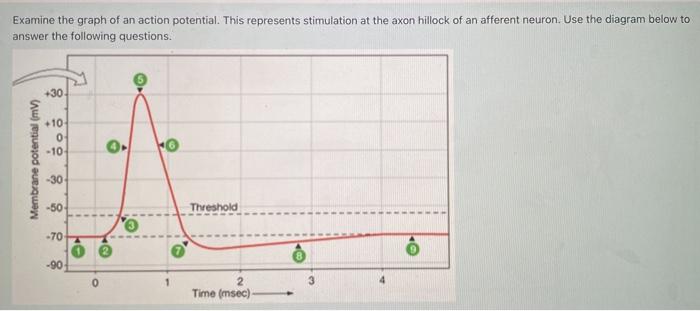 Examine the graph of an action potential. This represents stimulation at the axon hilock of an afferent neuron. Use the diagr