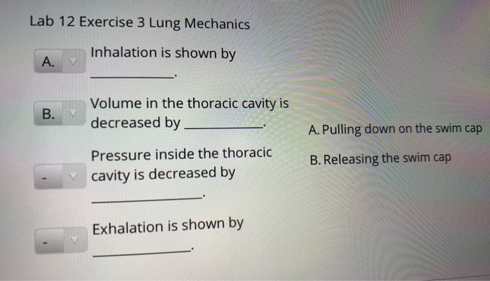 experiment 3 understanding lung mechanics