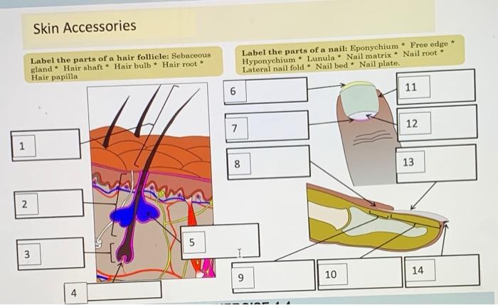 Solved Skin Accessories Label The Parts Of A Hair Follicle Chegg Com