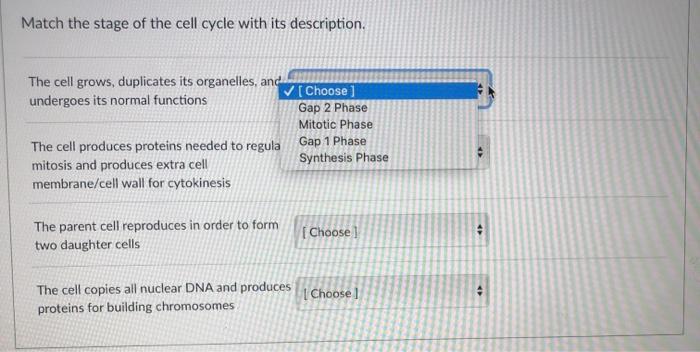 Solved Match the stage of the cell cycle with its | Chegg.com