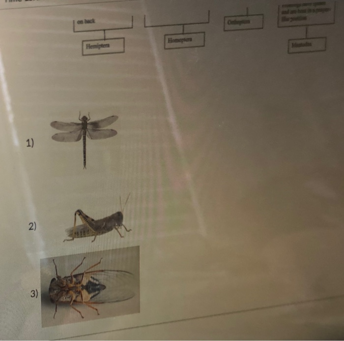 Solved Use the below dichotomous key to identify the | Chegg.com
