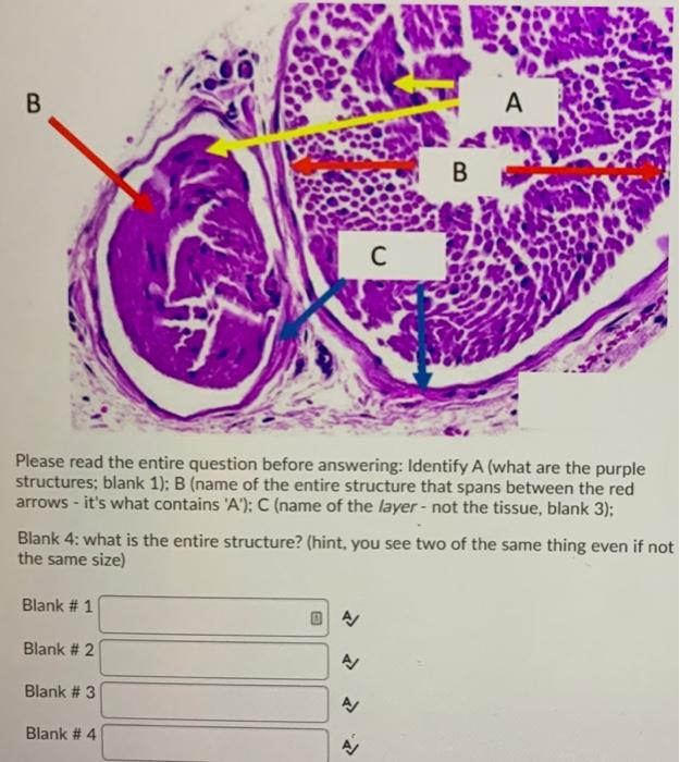 Solved B A B C Please Read The Entire Question Before | Chegg.com