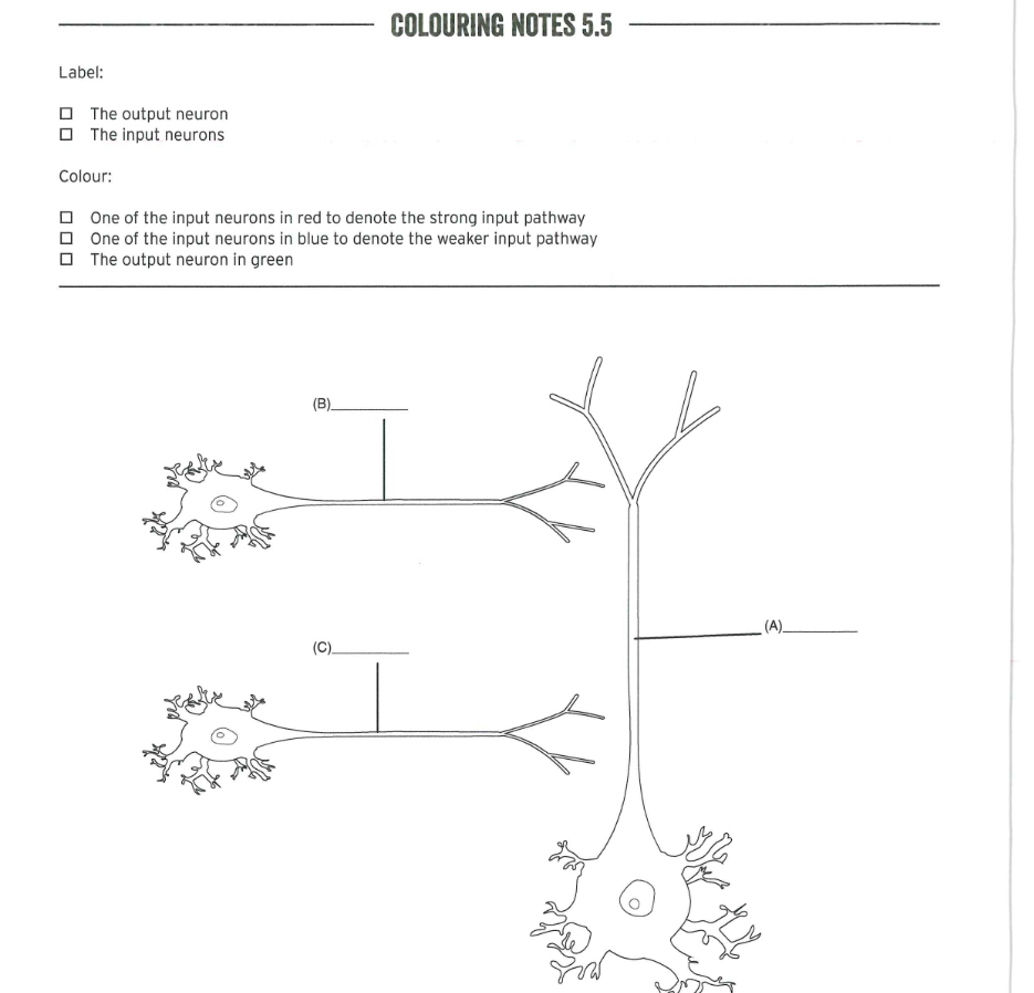 Solved COLOURING NOTES 5.5Label:The output neuronThe input | Chegg.com