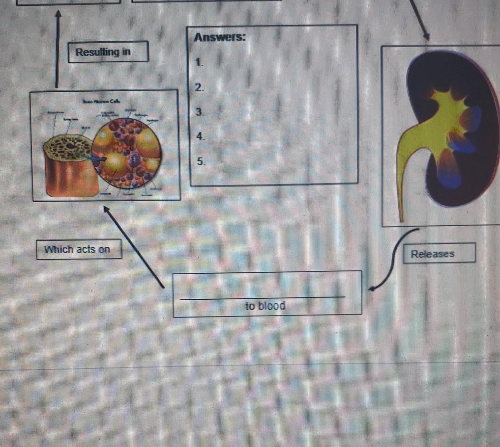 Solved A Short Assignment on the Blood Complete the diagram | Chegg.com