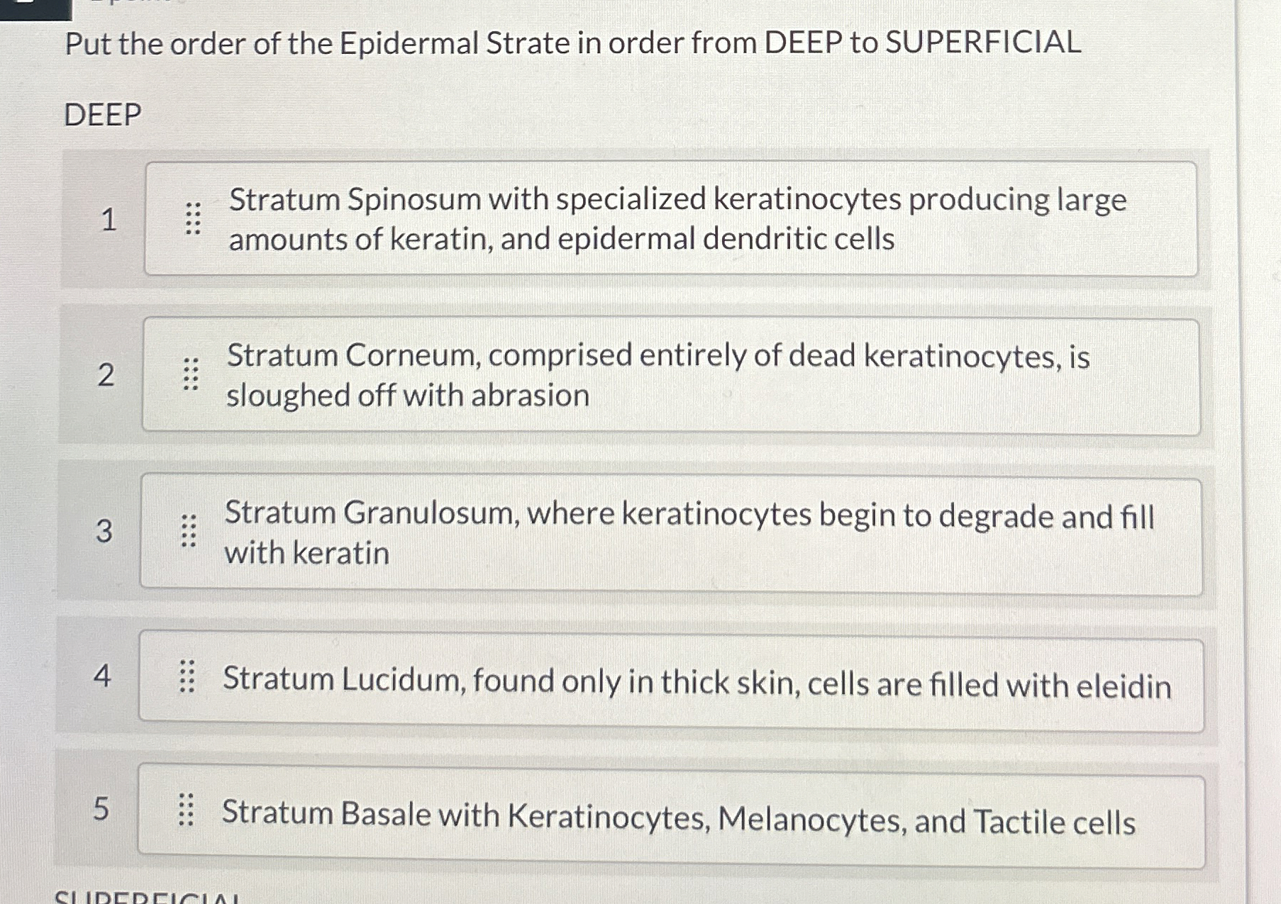 Solved Put the order of the Epidermal Strate in order from | Chegg.com