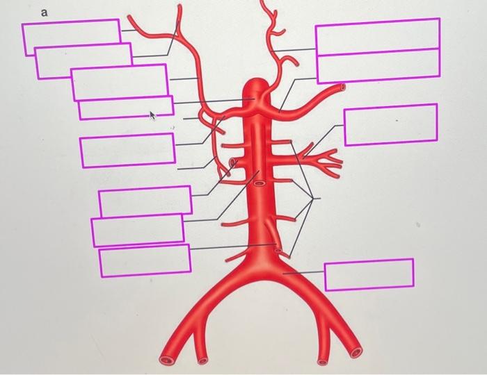 Solved Label | Chegg.com