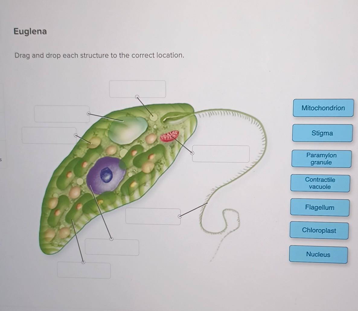 solved-drag-and-drop-each-structure-to-the-correct-location-chegg