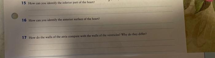 how can you identify the inferior part of the heart