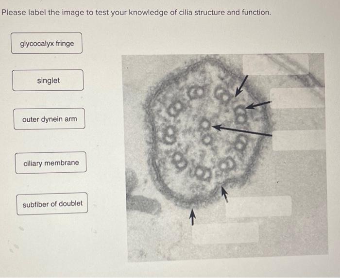 cilia function