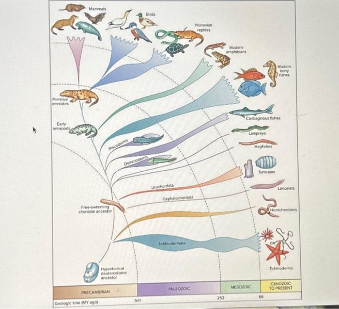 Solved - Carefully read the phylogenetic tree below by | Chegg.com