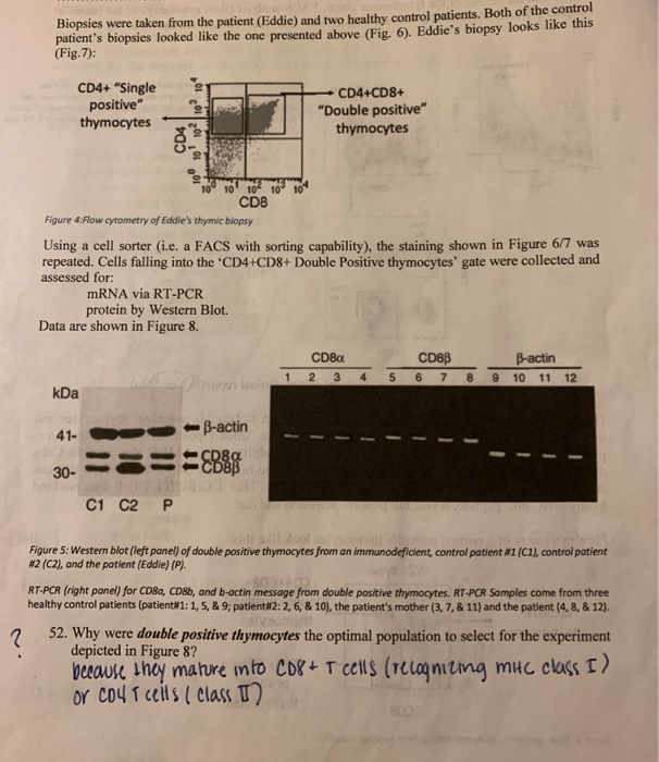 Solved During T Cell development in the thymocyte, cells | Chegg.com