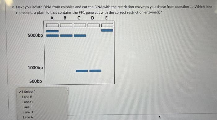 Solved Below is a map of the bacterial plasmid and a piece | Chegg.com