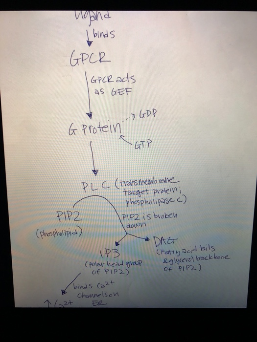 Solved Diagramming Pathways with Details of Mechanisms The | Chegg.com