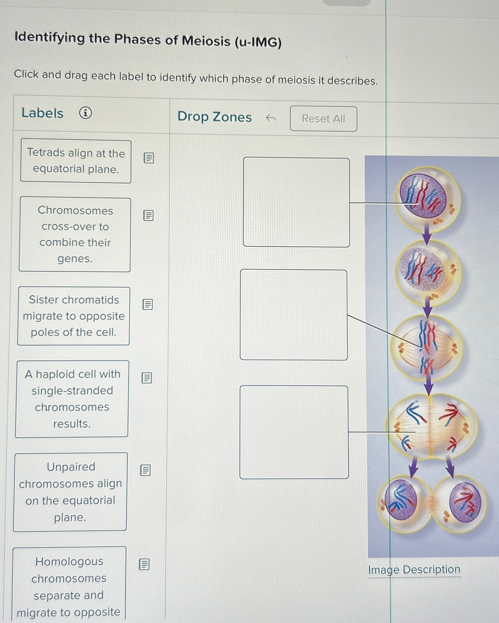 Solved Identifying the Phases of Meiosis (U-IMG)Click and | Chegg.com