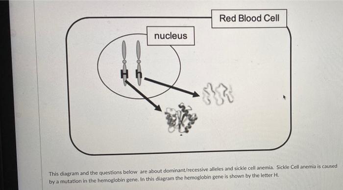 Solved Red Blood Cell nucleus } This diagram and the | Chegg.com