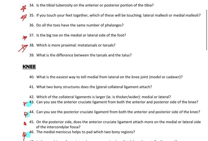 Solved A 34. Is the tibial tuberosity on the anterior or | Chegg.com