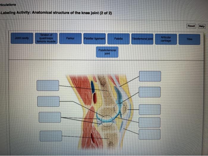 Solved ticulations Labeling Activity Anatomical structure