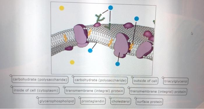 Solved carbohydrate (polysaccharide) carbohydrate | Chegg.com