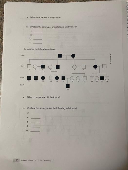 Solved B. What Are The Genotypes Of The Following | Chegg.com