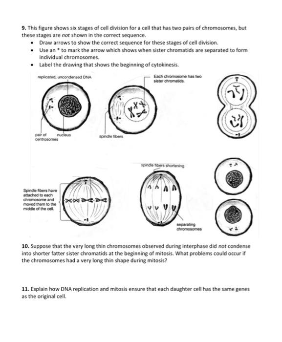 Solved 9. This figure shows six stages of cell division for | Chegg.com