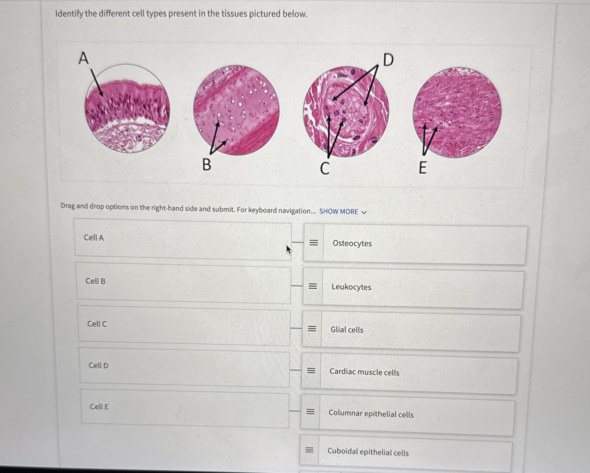 Solved Identify the different cell types present in the | Chegg.com