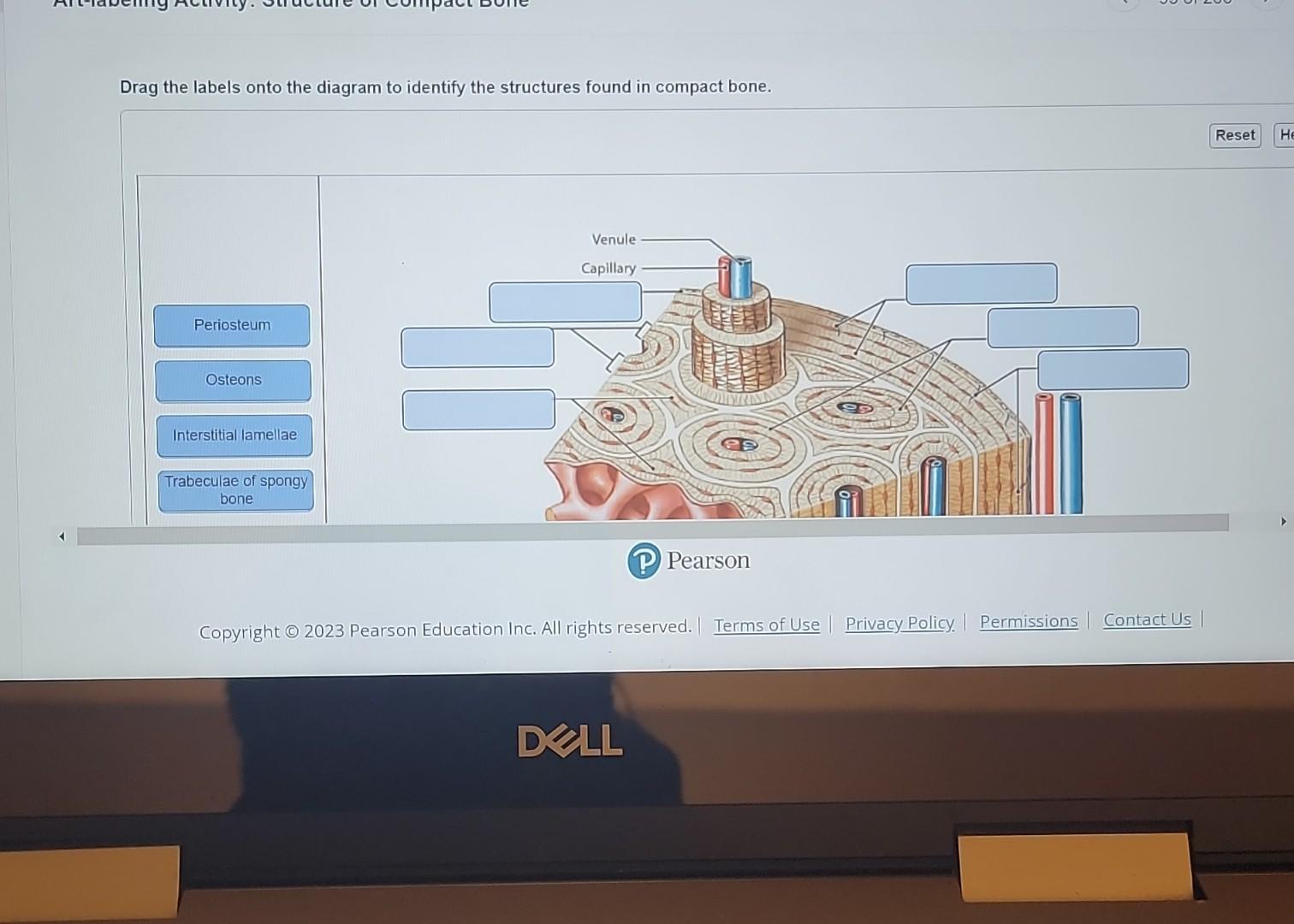 Solved Drag the labels onto the diagram to identify the | Chegg.com