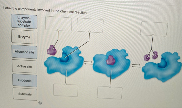 Solved Label the components involved in the chemical | Chegg.com