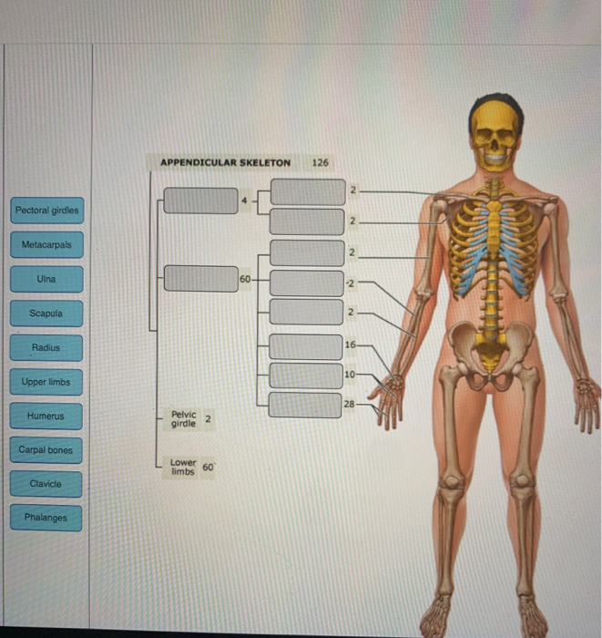 Solved APPENDICULAR SKELETON 126 N Pectoral girdles N