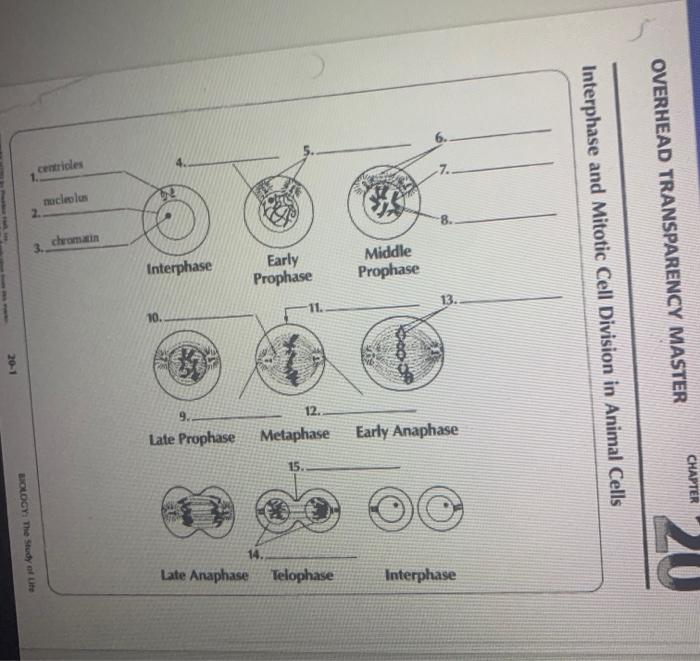 Solved centricles mucleos chromatin OVERHEAD TRANSPARENCY 