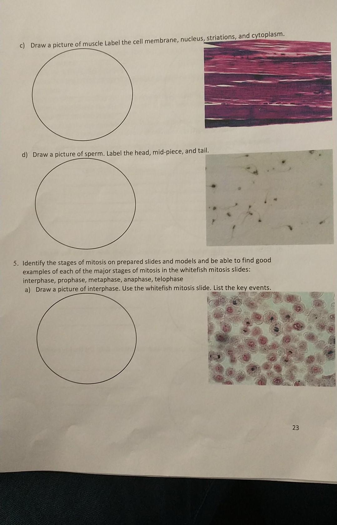 Solved Lab Activities: 1. Study the cell model and identify | Chegg.com