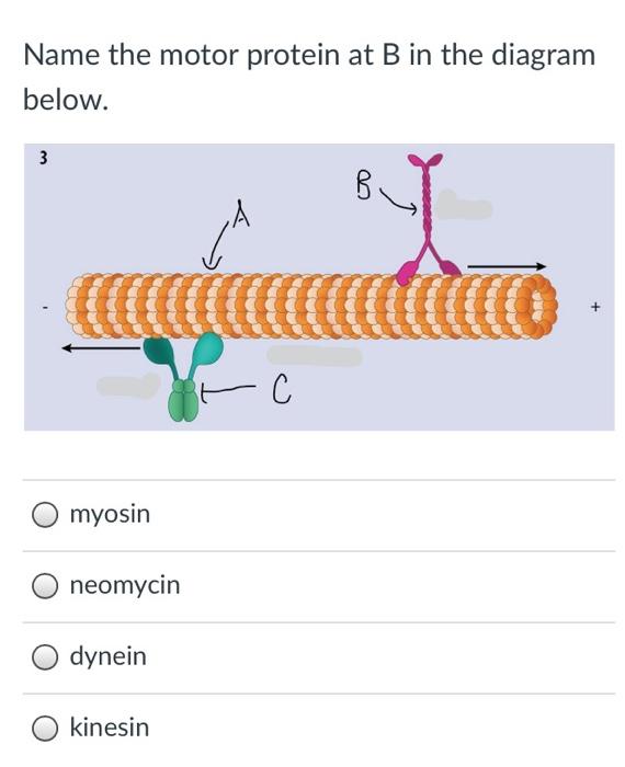 Solved Name the motor protein at B in the diagram below. 3 B | Chegg.com
