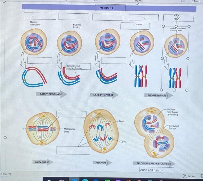 Solved Editing MEIOSISI Nuclo membrane Chu Bivalent forming | Chegg.com