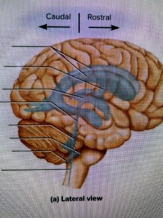 Solved Caudal Rostral (a) Lateral view | Chegg.com