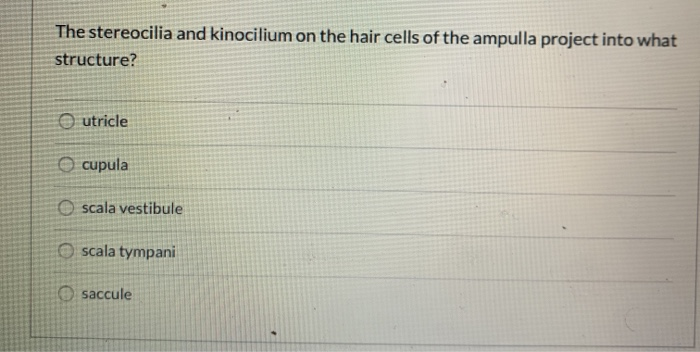 Solved The stereocilia and kinocilium on the hair cells of | Chegg.com