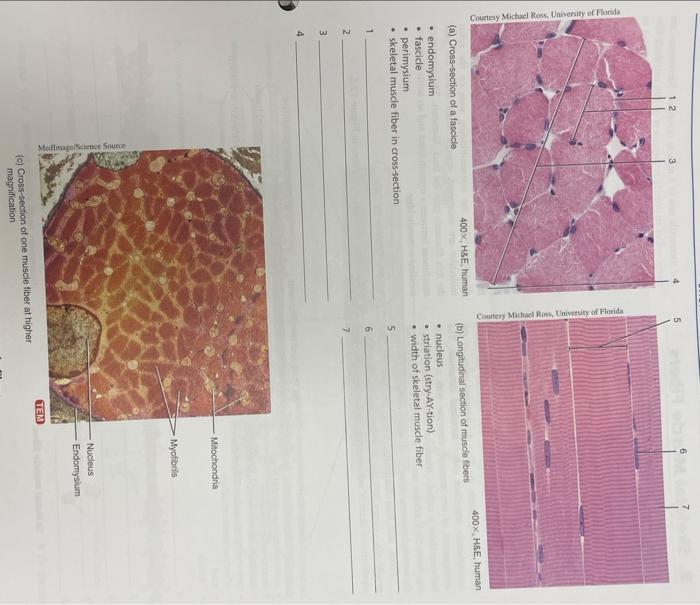 Solved LAB ACTIVITY 1 Skeletal Muscle Tissue and Connective | Chegg.com
