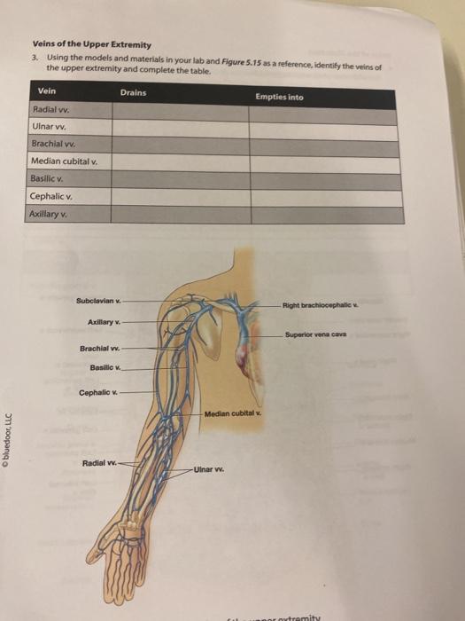 Veins of the Upper Extremity 3. Using the models and materials in your lab and Figure 5.15 as a reference, identify the veins