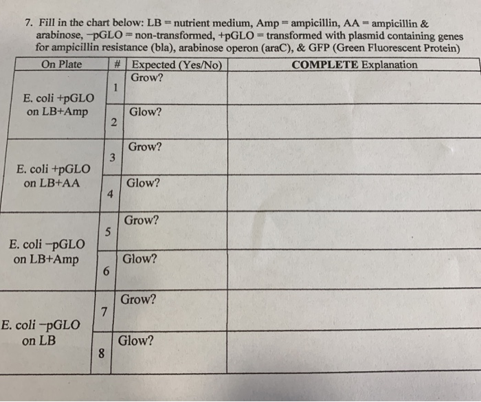 Solved 7. Fill in the chart below LB = nutrient medium, Amp