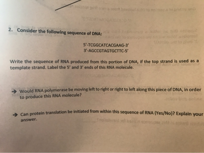 Solved 2. Consider The Following Sequence Of DNA: | Chegg.com